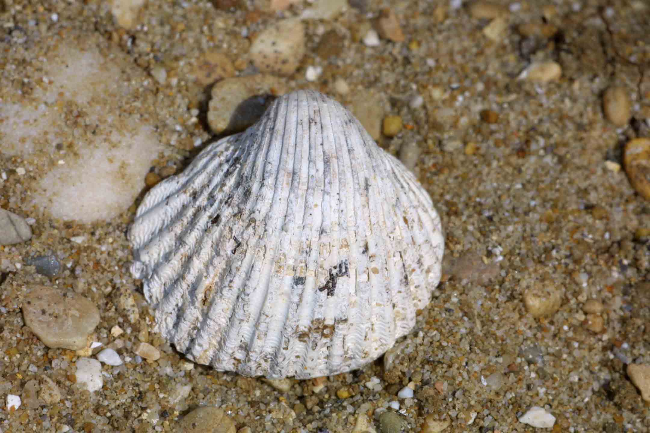 Bivalve fossili